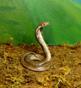 Ooak 1:12 cobra snake handmade realistic handsculpted
