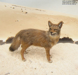 1:12 dollhouse miniature coyote wild dog handsculpted furred realistic