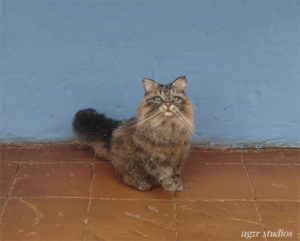 1:12 tabby long hair cat miniature furred